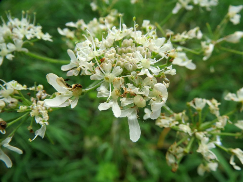 20140928Heracleum_sphondylium2