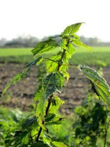 20141123Urtica_dioica2