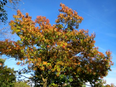 20141011Quercus_coccinea1
