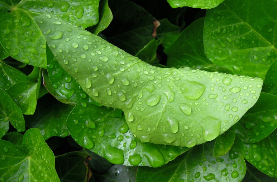 Raindrop just add water after the rain