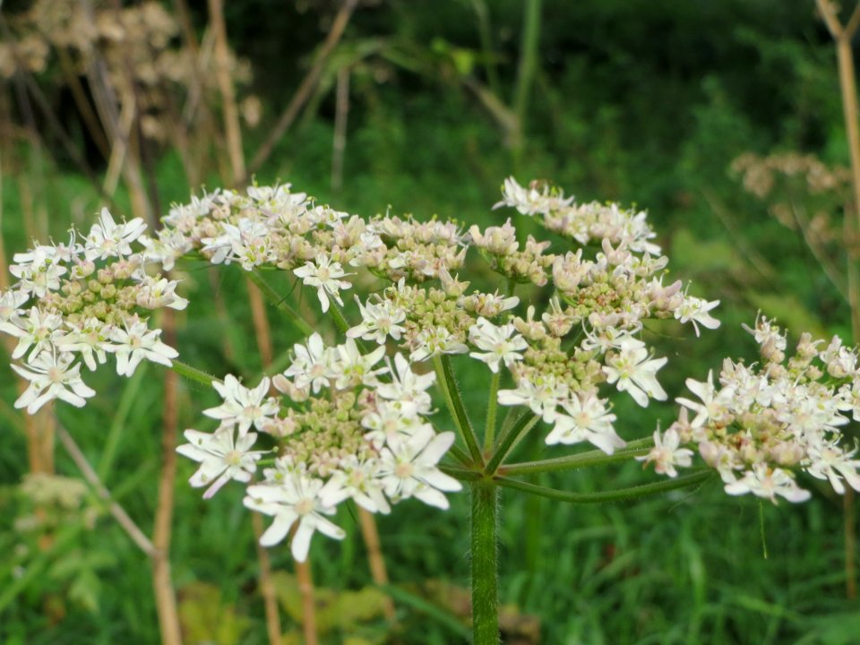 20140928Heracleum_sphondylium1