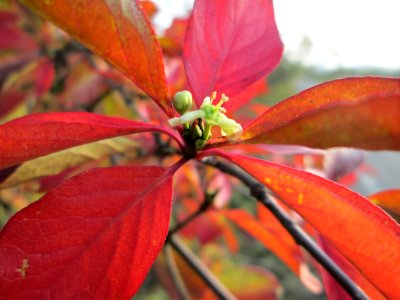 20141123Euonymus_europaeus3