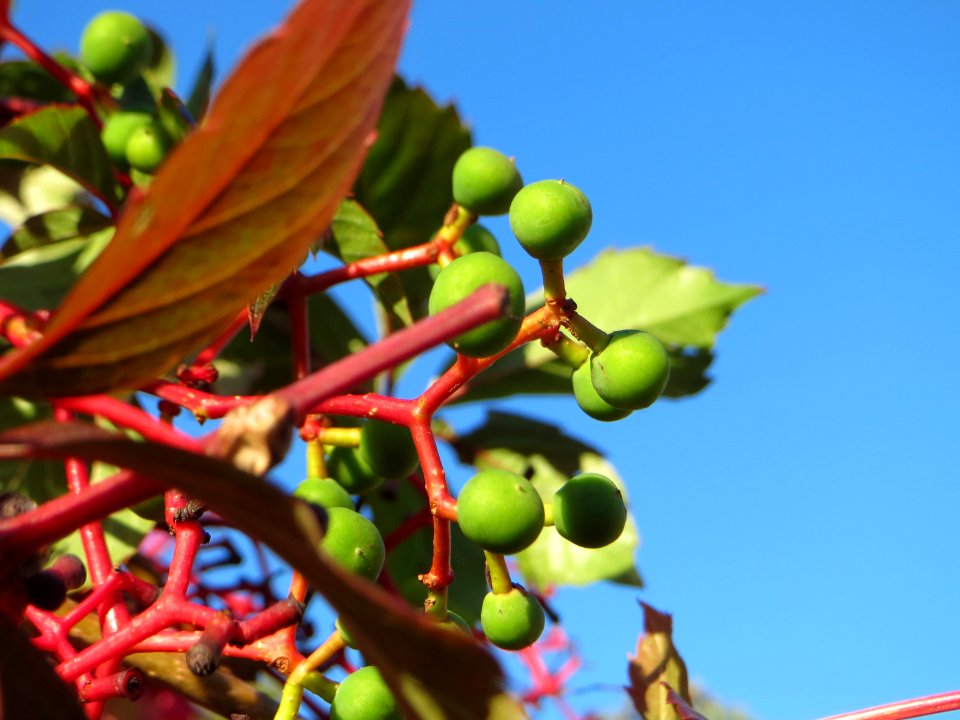 20141011Parthenocissus_quinquefolia10