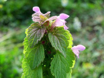 20140929Lamium_purpureum1
