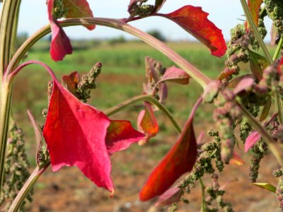 20140928Chenopodium_album2