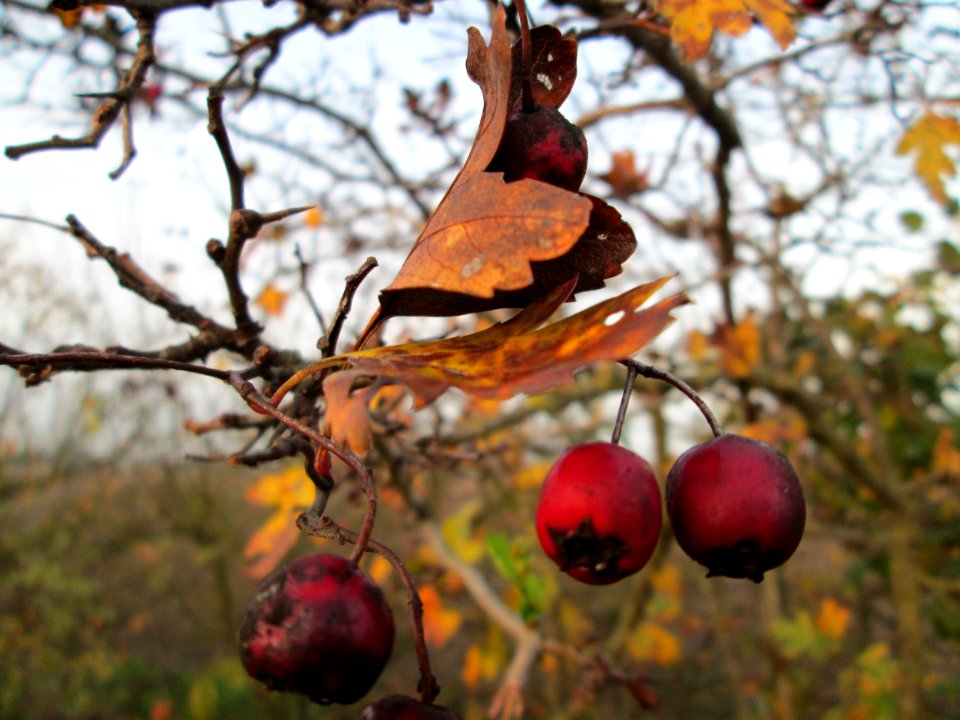 20141123Crataegus_monogyna