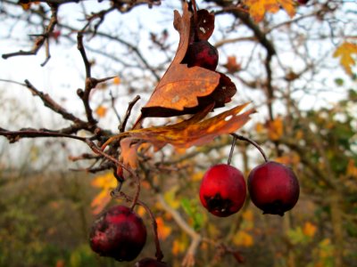 20141123Crataegus_monogyna