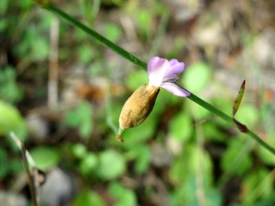 20141012Petrorhagia_prolifera2