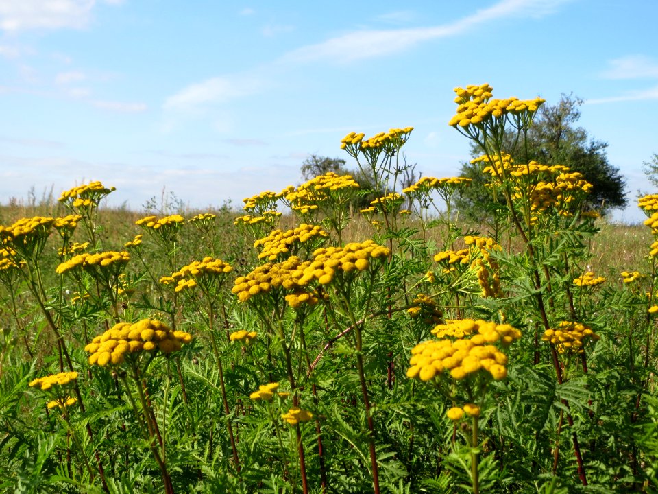 20140926Tanacetum_vulgare1