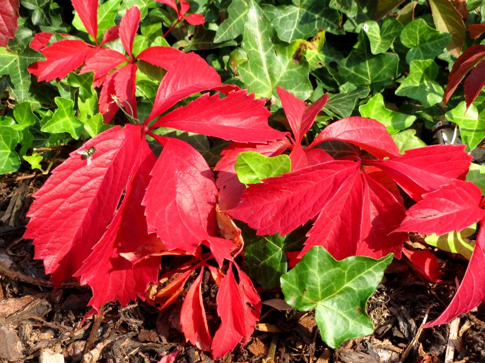20141001Parthenocissus_quinquefolia2