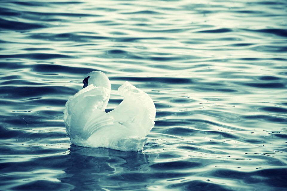 White alone feather