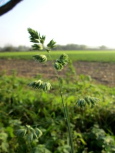 20141123Dactylis_glomerata