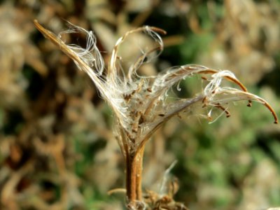 20140927Epilobium_hirsutum1