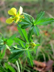 20141012Potentilla_erecta5