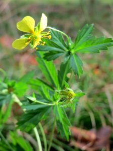 20141012Potentilla_erecta5 photo