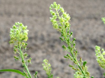 20140929Reseda_lutea