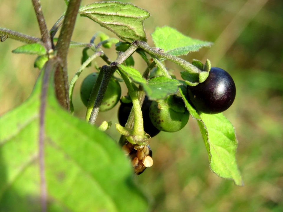 20141015Solanum_nigrum1