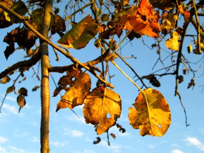 20141106Birne_Reilingen4