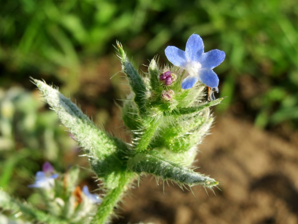 20140927Anchusa_arvensis1