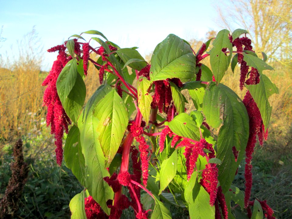 20141108Amaranthus_caudatus2
