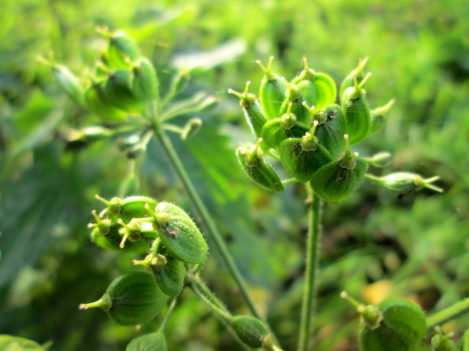 20141123Heracleum_sphondylium2