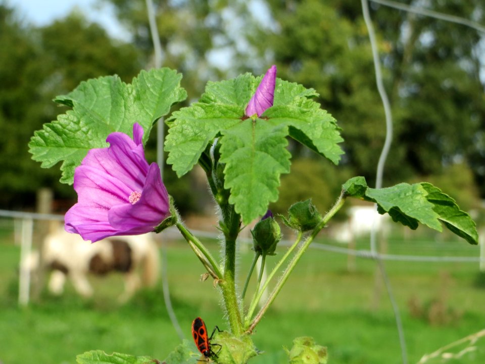 20140928Malva_sylvestris1