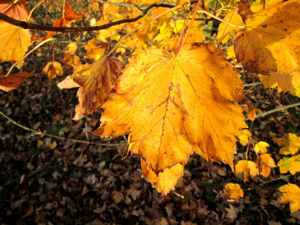 20141108Acer_pseudoplatanus4