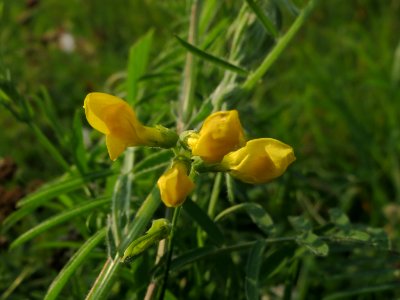 20140930Lathyrus_pratensis