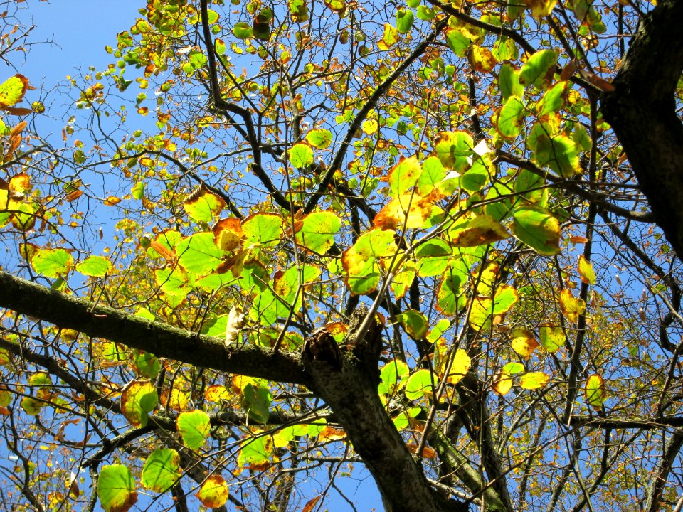 20141107Tilia_cordata4