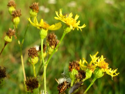 20140930Jacobaea_vulgaris2