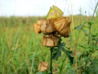 20140928Malva_alcea2