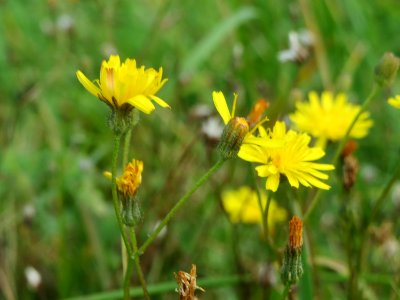 20140929Hypochaeris_radicata