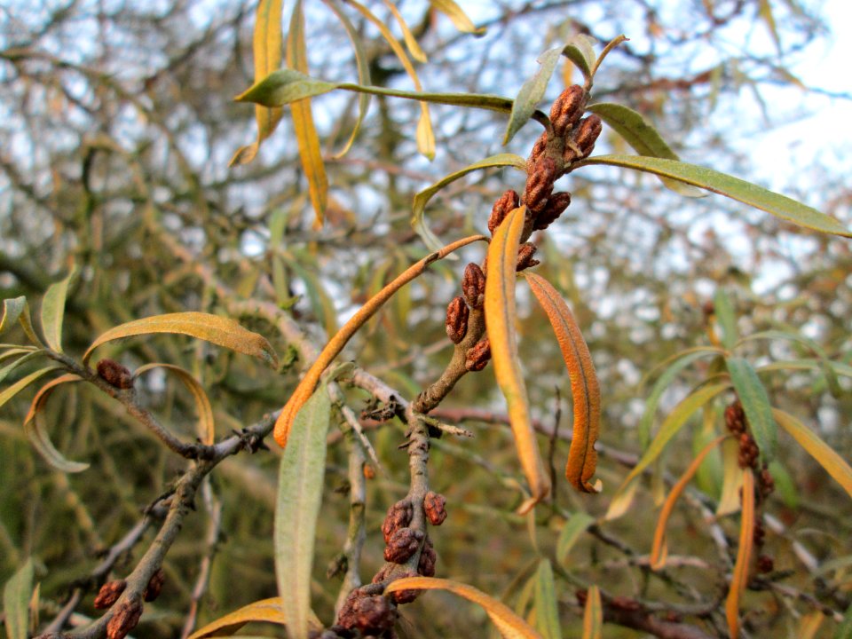 20141123Hippophae_rhamnoides4