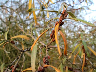 20141123Hippophae_rhamnoides4