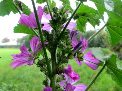 20140929Malva_sylvestris
