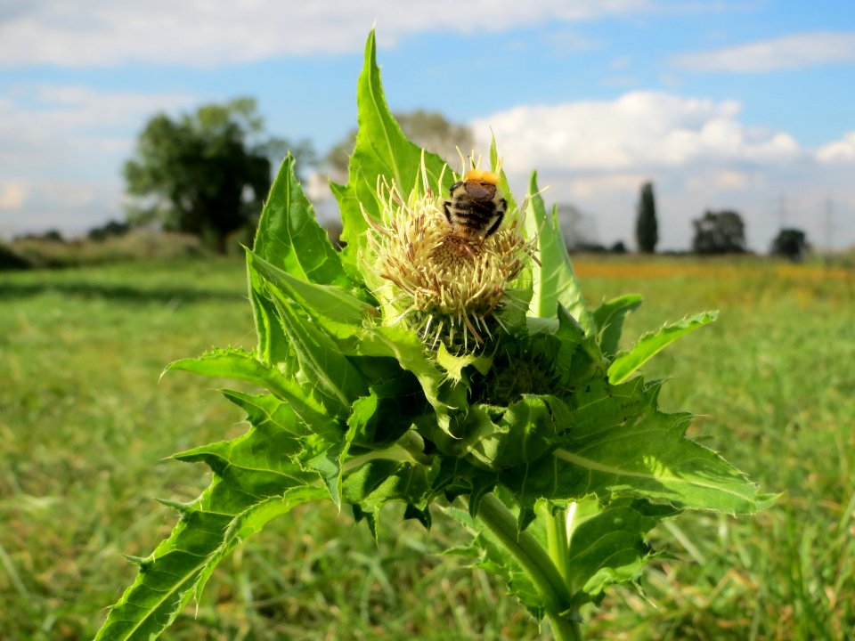 20140927Cirsium_oleraceum2