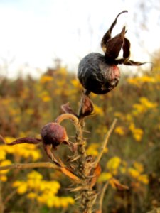 20141122Rosa_rugosa1