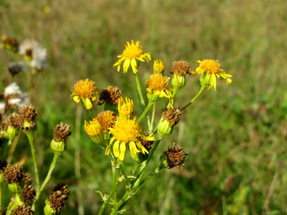 20140926Jacobaea_vulgaris1