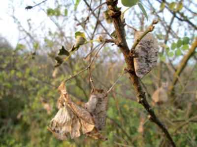 20141123Colutea_arborescens1