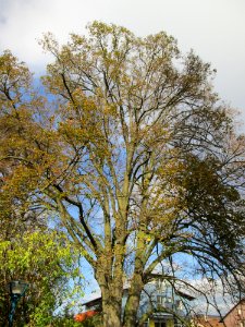 20141107Tilia_cordata2
