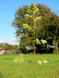 20141014Dactylis_glomerata4