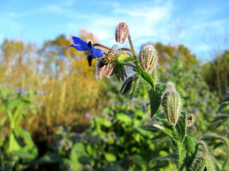 20141108Borago_officinalis1