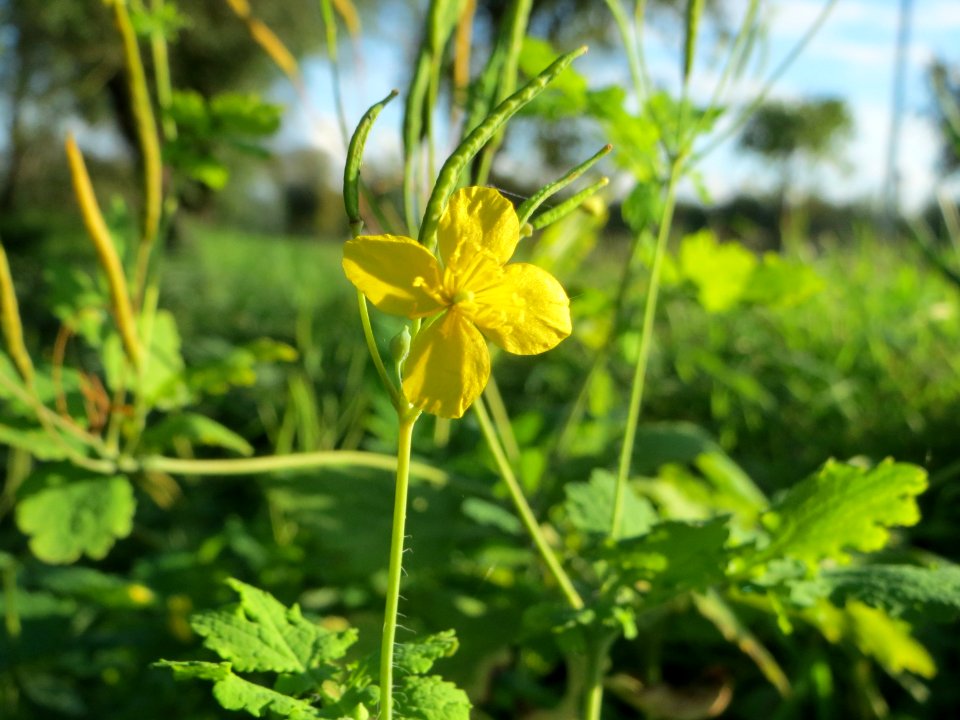 20141014Chelidonium_majus1