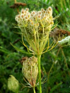 20140930Daucus_carota1 photo