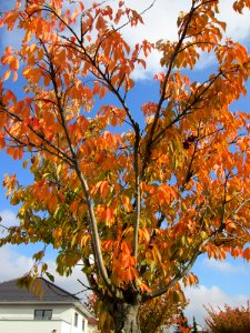 20141107Prunus_serrulata1