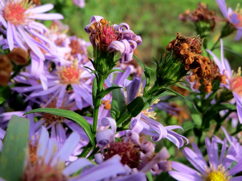 20141013Symphyotrichum7