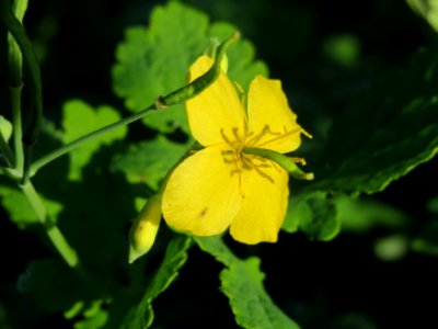 20141014Chelidonium_majus3
