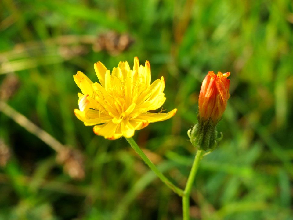 20140930Hypochaeris_radicata