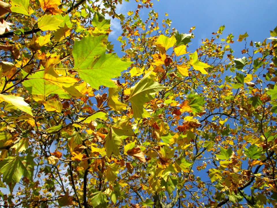 20141107Platanus_×_hispanica4