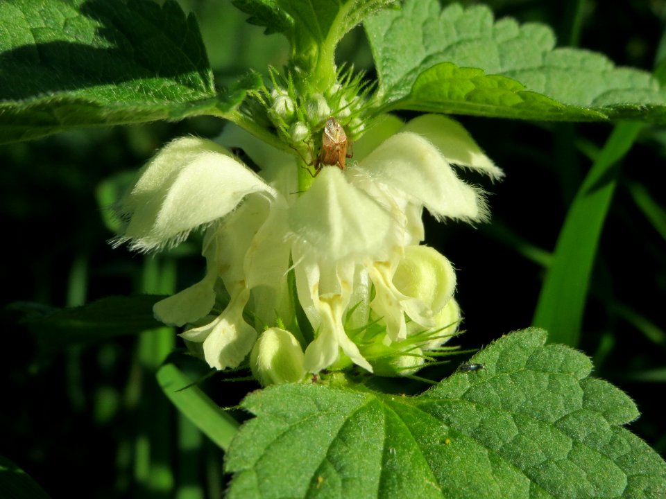 20141014Lamium_album2